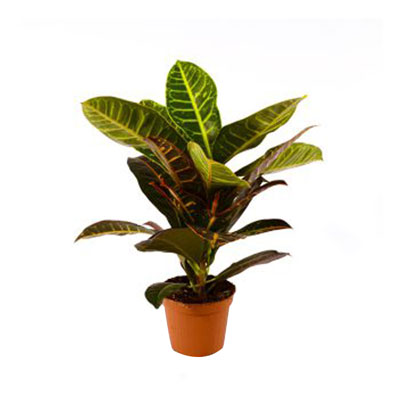 "Archivi  Fern plant - Click here to View more details about this Product